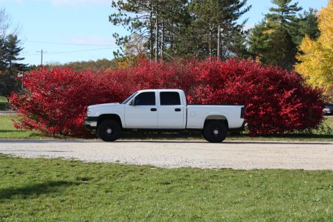 2006 Chevrolet Silverado 2500 - A white pickup truck is parked on a gravel road with vibrant red bushes in the background.