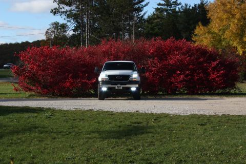 2006 Chevrolet Silverado 2500 - A white 2006 Chevrolet Silverado 2500 is parked in front of vibrant red foliage during autumn.