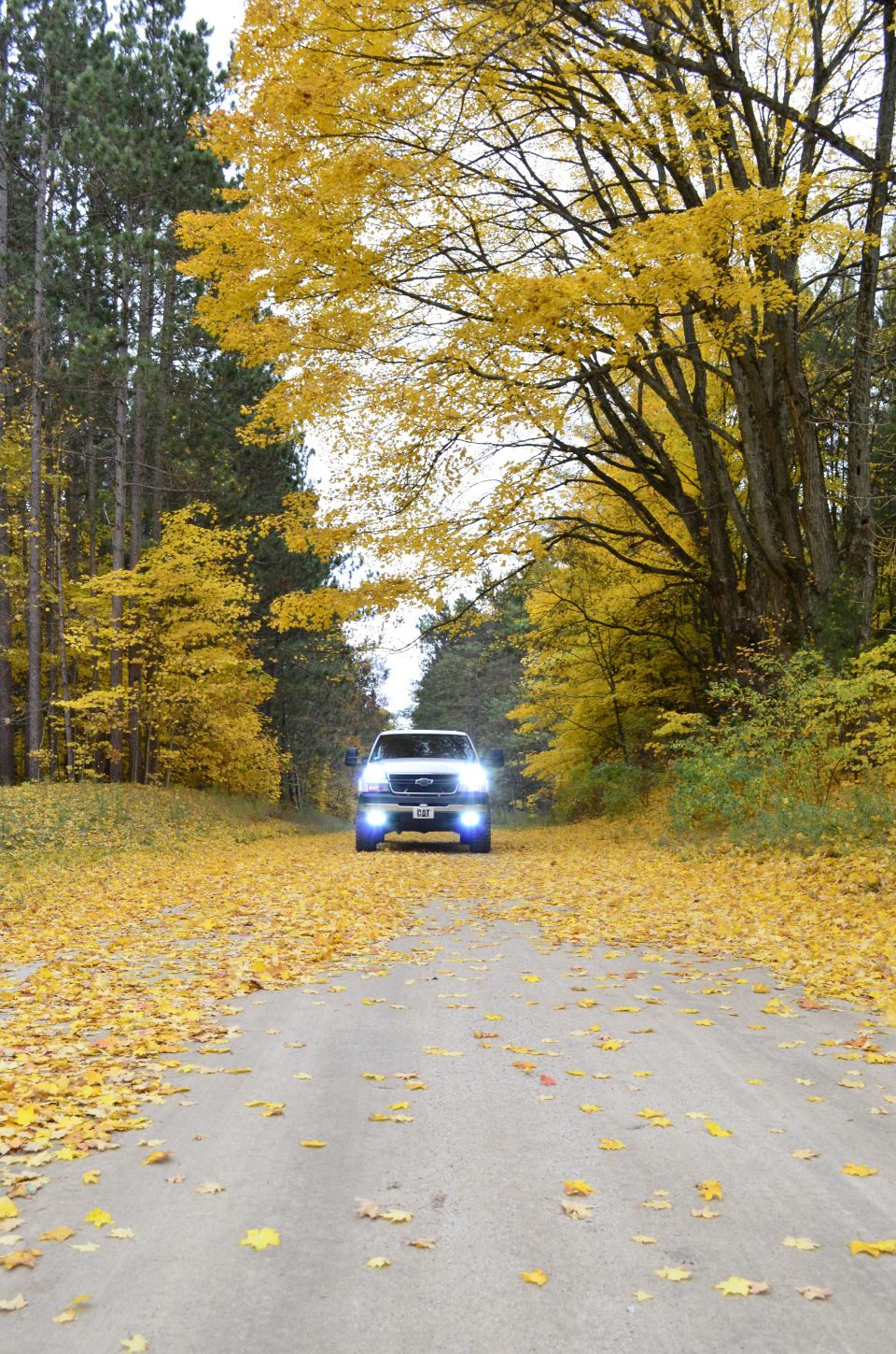White pickup truck driving on a dirt road covered in yellow leaves, with trees on either side