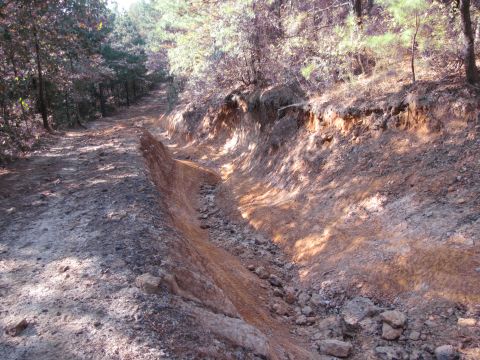 1995 Ford Bronco - A dirt road winds through a wooded area, a deep trench carved into the side of the path.