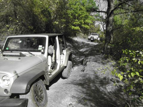 1995 Ford Bronco - Two Jeep Wranglers navigate a wooded dirt trail, highlighting off-road capability.