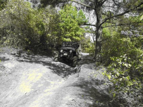 1995 Ford Bronco - Jeep Wrangler navigating a wooded trail with dense foliage.