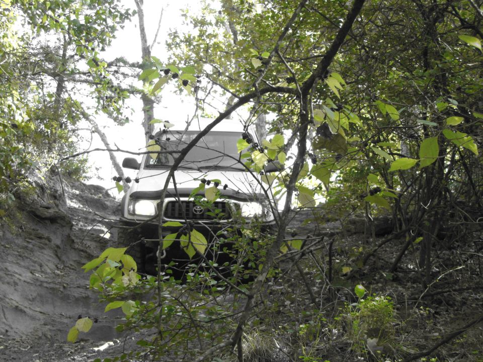 Toyota Tacoma driving up a dirt path through trees