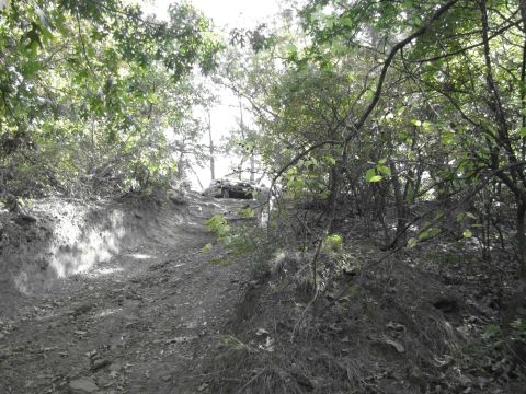 1995 Ford Bronco - A vehicle navigates a challenging, overgrown trail through a wooded area.