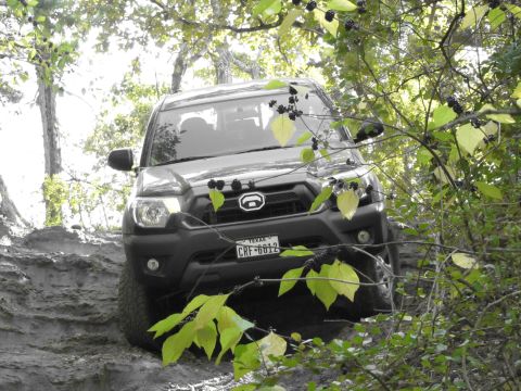 1995 Ford Bronco - Toyota Tacoma navigating a rough, off-road path surrounded by trees and foliage.