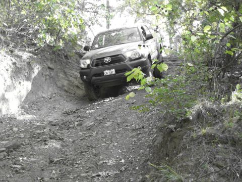 1995 Ford Bronco - A Toyota Tacoma navigates a challenging off-road path, surrounded by dense foliage.
