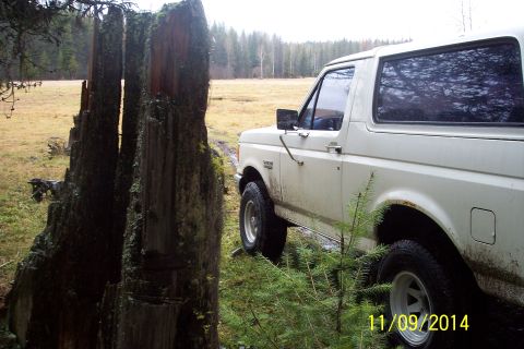 1990 Ford Bronco - A white Ford Bronco is partially obscured by a large, moss-covered tree stump in a rural landscape.