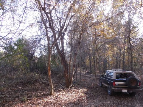 1983 Ford Bronco - This big dead tree is on my side of the line, but it blocks the line.