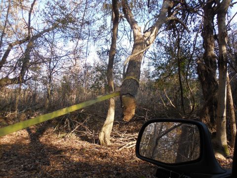 1983 Ford Bronco - I cut the tree, but it didn't fall. So I cut this big branch, and it didn't fall, either. So I put the strap on & yanked, but it still woul…