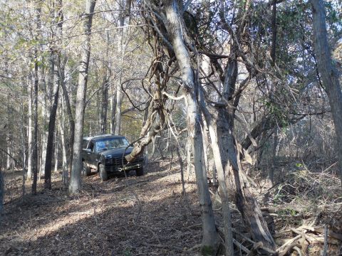 1983 Ford Bronco - The main tree is still standing, and the big branch is still hanging on. There's a big mess of vines in these trees, and it's like a spider…