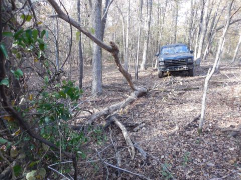 1983 Ford Bronco - Eventually, it all came down. This hardwood, though dead, has the color & consistency of pressure-treated pine.