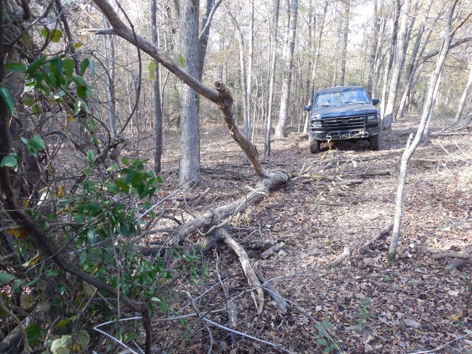 Eventually, it all came down.  This hardwood, though dead, has the color & consistency of pressure-treated pine.