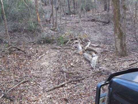 1983 Ford Bronco - The Husqy reduced it to manageable chunks, and I piled the logs off the trail for later. The marked trees to the left frame the property li…
