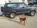 1993 Ford Bronco - 1993 Ford Bronco, stock as bought, with a dog in the foreground.