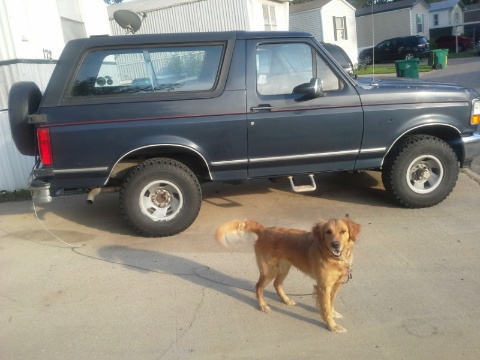 1993 Ford Bronco - A golden retriever stands guard next to a dark blue Ford Bronco parked in a residential area.