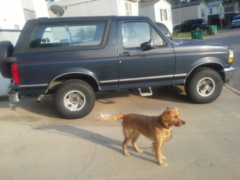 1993 Ford Bronco - A dark blue Ford Bronco is parked on a concrete surface with a golden retriever in front of it.