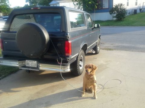 1993 Ford Bronco - A dark gray SUV is parked on a concrete driveway with a golden retriever dog sitting in front of it.