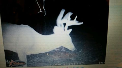 1986 Ford Bronco - A white-tailed deer with impressive antlers is visible in this nighttime trail camera photo.