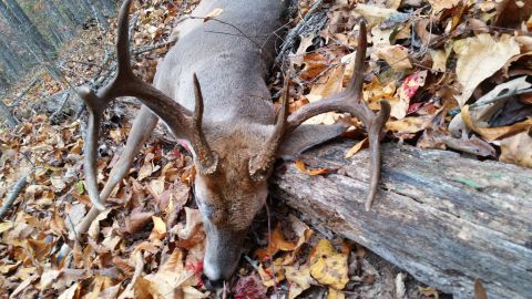 1986 Ford Bronco - A large buck lies on a bed of fallen leaves, its impressive antlers prominent against the woodland backdrop.