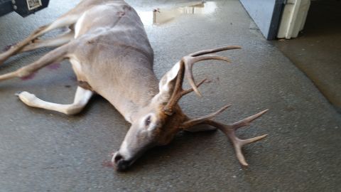 1986 Ford Bronco - A buck deer lies on the ground, its antlers prominent against the concrete.