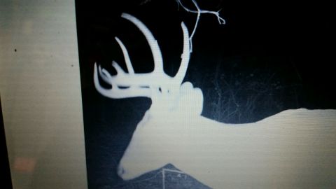 1986 Ford Bronco - A deer with impressive antlers is silhouetted against a dark background, possibly captured by a trail camera.
