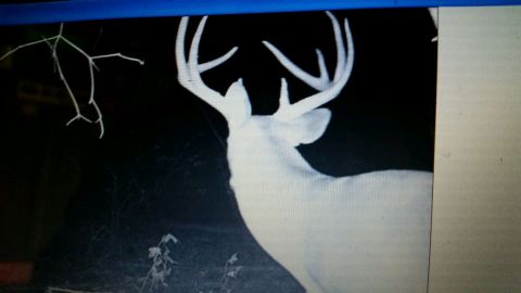 1986 Ford Bronco - A white deer with impressive antlers is captured in this nighttime photo, which includes a Supermotors watermark.