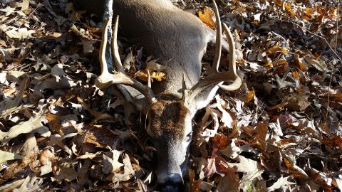 1986 Ford Bronco - A deer with impressive antlers rests on a carpet of autumn leaves.