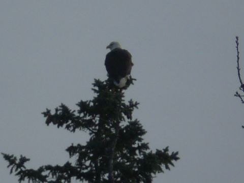 1979 Ford Bronco - Bald eagle sits on a tree branch under an overcast sky. Supermotors.net logo visible.