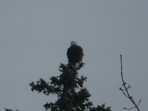 1979 Ford Bronco - A bald eagle sits atop a pine tree, surveying its surroundings under an overcast sky.