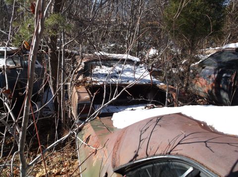 1974 Dodge Challenger - Two rusty, snow-covered vintage cars are partially visible, overgrown with branches and trees in a wooded area. The car in the foreground i…