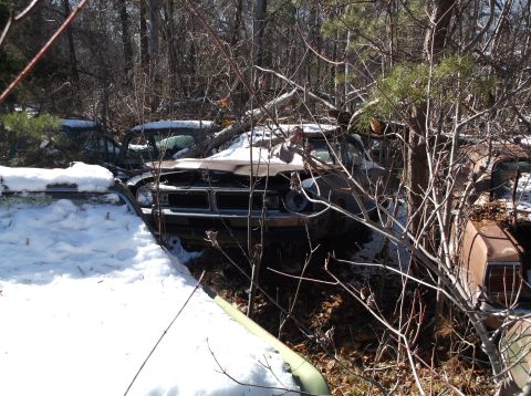 1974 Dodge Challenger - Two vintage cars are partially covered in snow and surrounded by trees and branches in a wooded junkyard setting. The front of a dark-color…