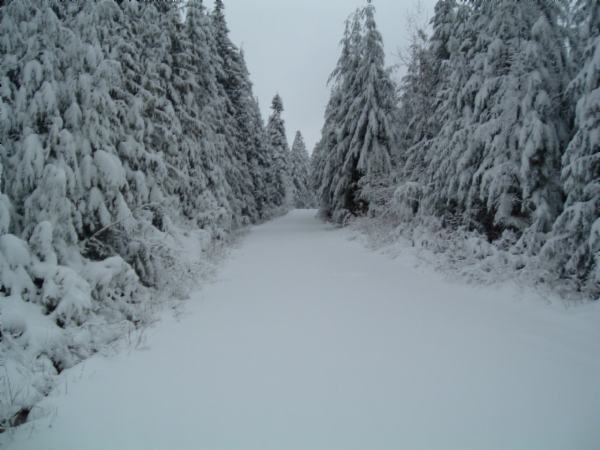 Snow-covered forest road with pine trees laden with snow