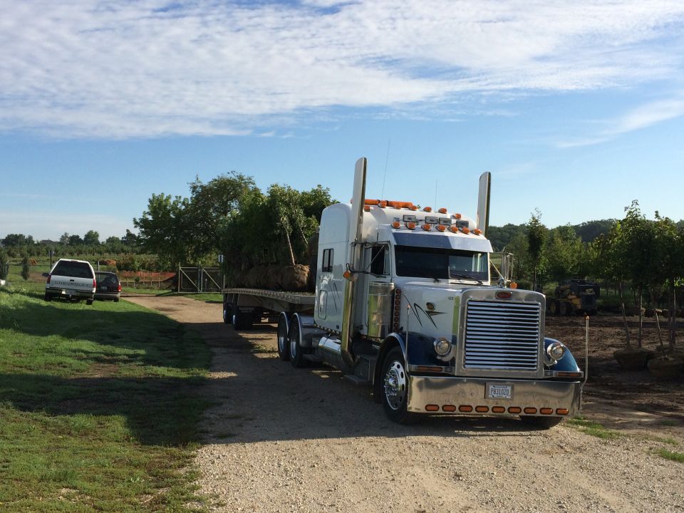 White and blue Peterbilt 379 semi-truck hauling a large tree on a flatbed trailer.