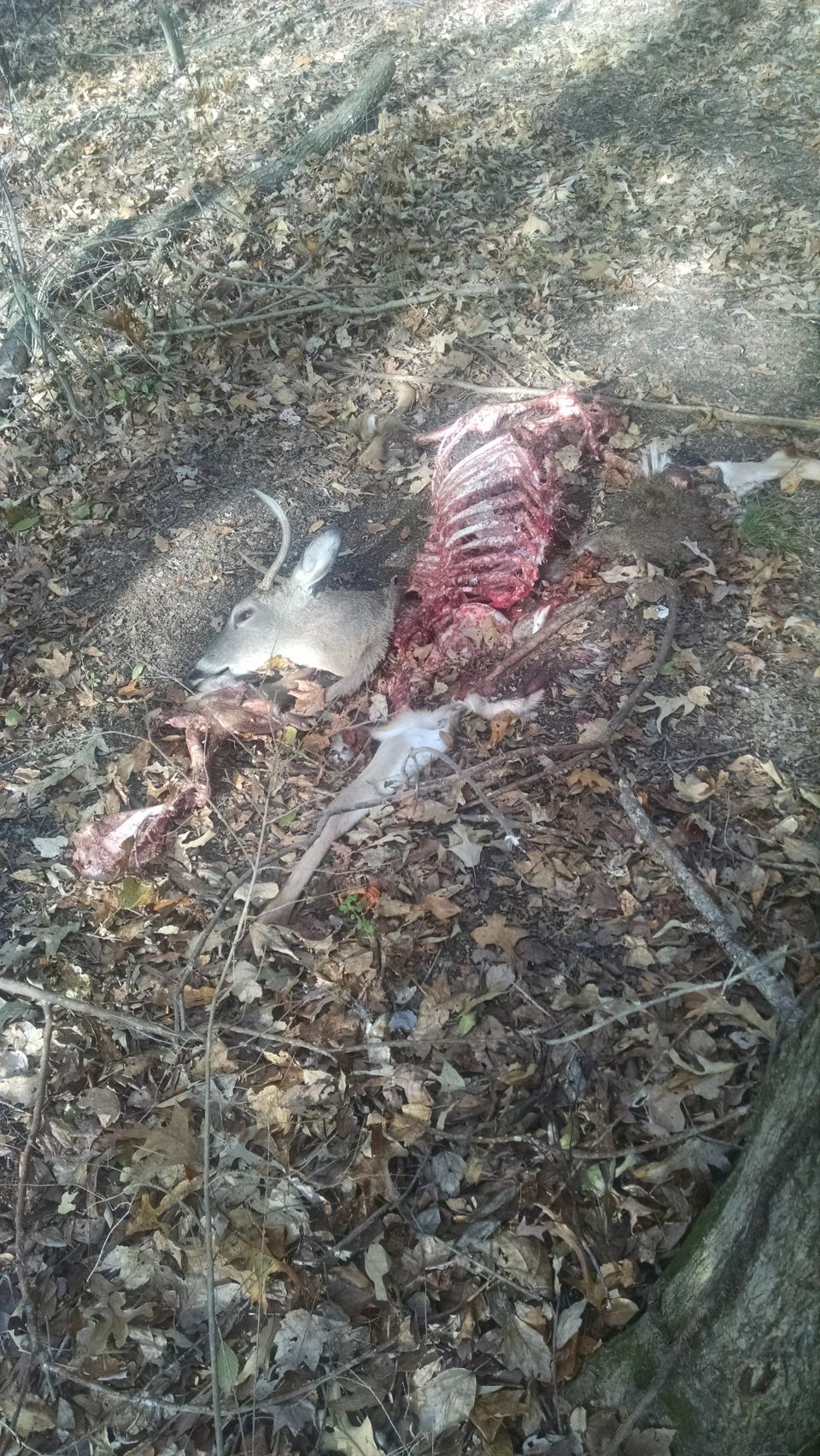 Obviously, someone failed to kill this buck, and it wandered onto my land, where the buzzards enjoyed it.