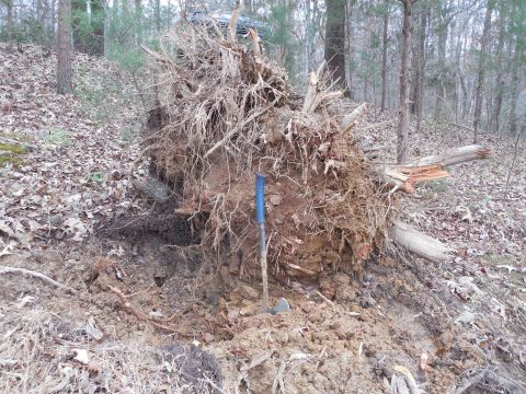 1983 Ford Bronco - There's still one big root down there hanging on, but I finally pulled it far enough up to expose & chop it.