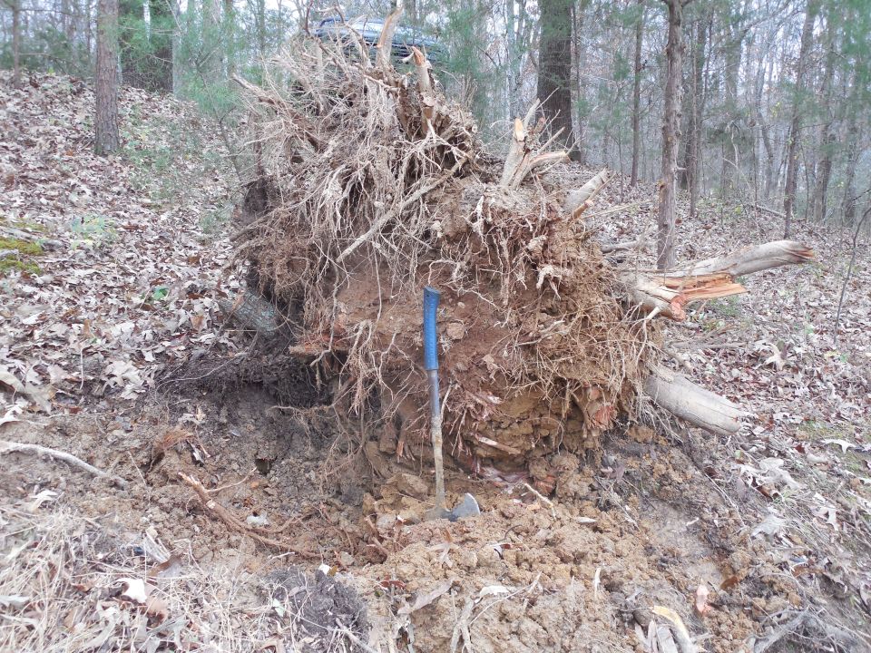 There's still one big root down there hanging on, but I finally pulled it far enough up to expose & chop it.