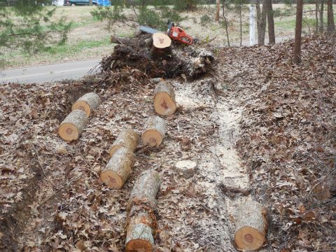 1983 Ford Bronco - The ruts kept the logs from rolling too far away. The little Husqy 435 has been doing GREAT.