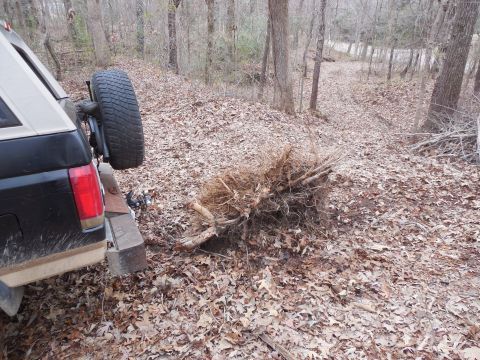 1983 Ford Bronco - I pulled the stump all the way to the back of the property into the burn pile. I plan to leave it out long enough for rain to wash most of…