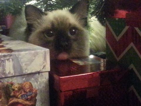2003 Ford Crown Victoria - A cat is hiding among Christmas presents, partially obscured by gifts and tree branches.