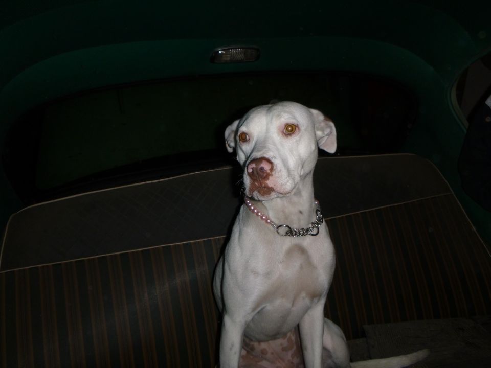 White dog with amber eyes and a chain collar sits on the striped back seat of a car