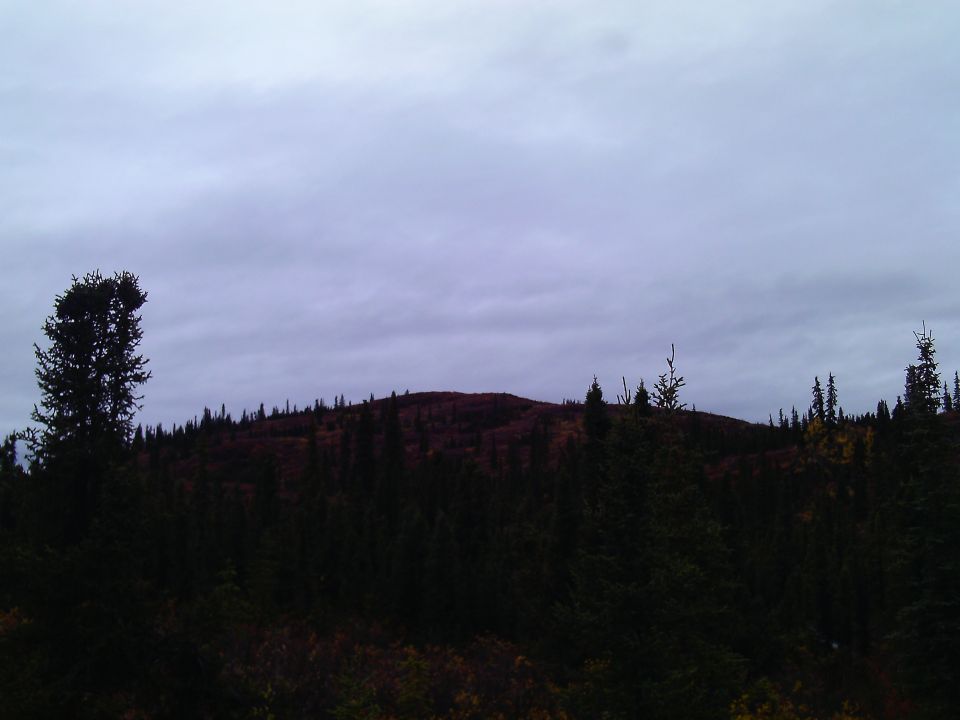 A dark forest under a cloudy sky.
