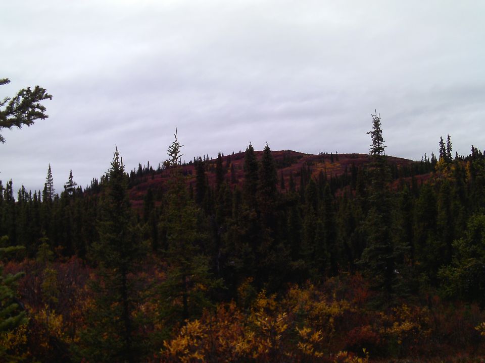Forest hillside with autumn foliage and evergreen trees under a cloudy sky.