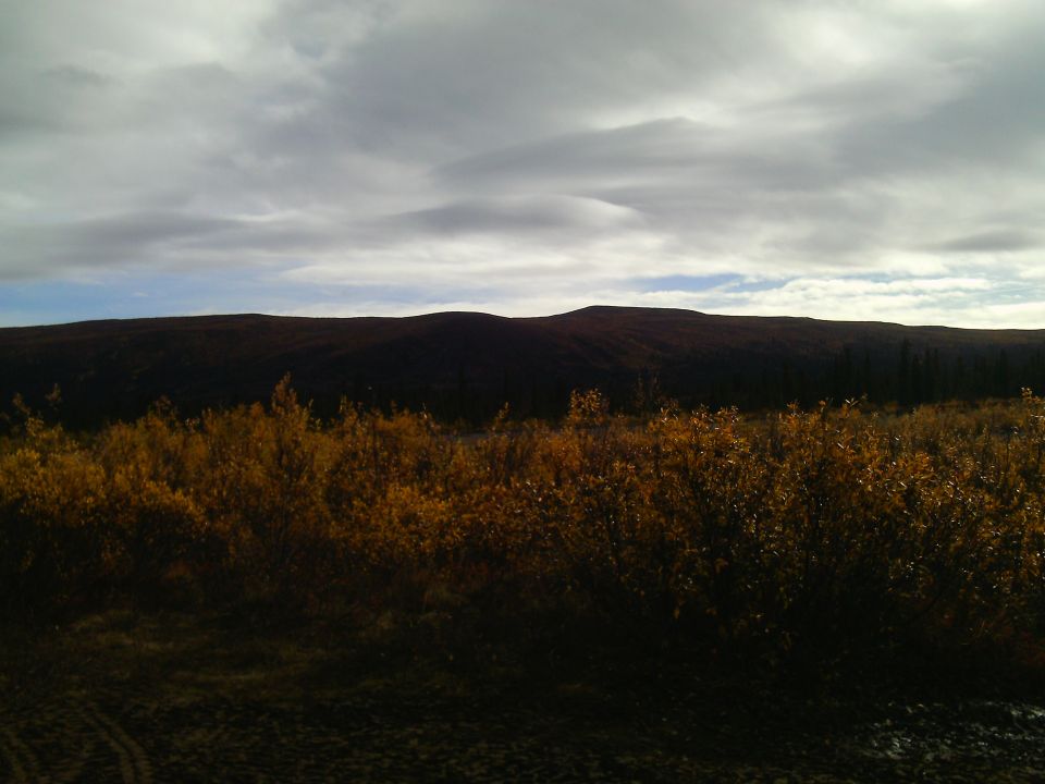 Overcast sky above a field with dark trees in the distance