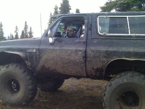 1990 Ford F-250 - A dog sits behind the wheel of a heavily mud-covered vehicle, ready for an adventure.