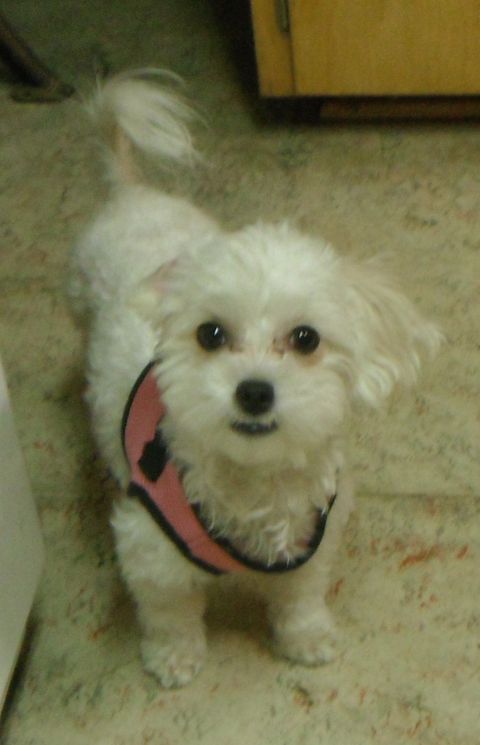 2000 Ford F-250 - A small white dog with a fluffy coat and a pink harness looks up expectantly.