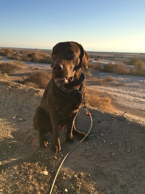 1986 Yugo GV - A chocolate lab sits on a dirt embankment in a dry, desert landscape under a clear blue sky.