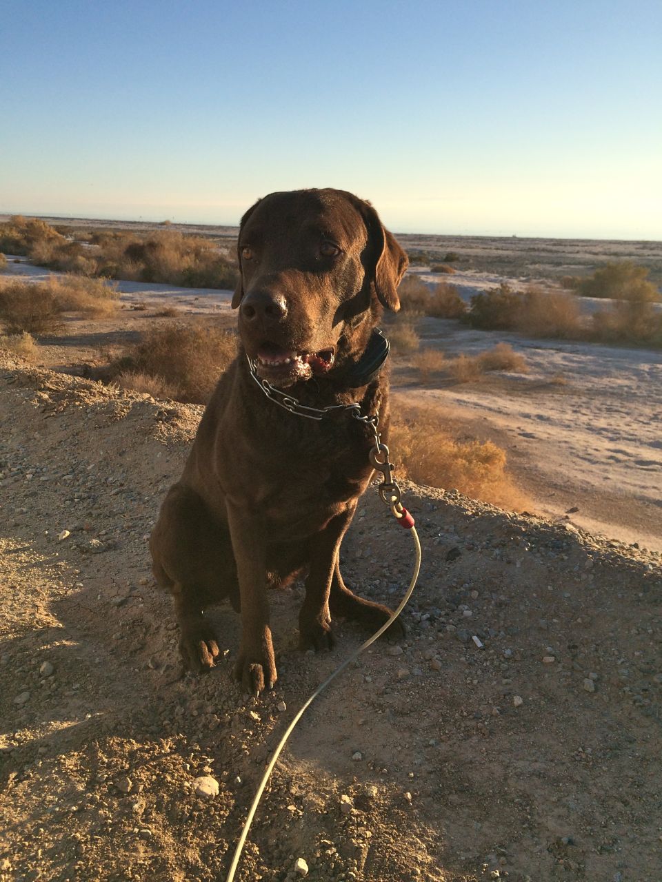 Chocolate lab on a leash sits on a dirt embankment with a dry, desert landscape behind it