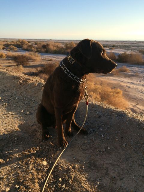 1986 Yugo GV - A dog sits patiently on a dusty trail, looking out over a barren landscape at sunset.