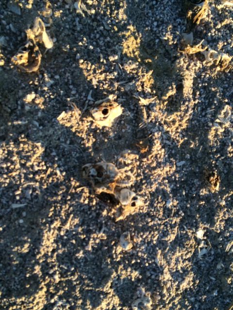 1986 Yugo GV - The ground is covered with the remains of small animals, possibly from a desert environment.