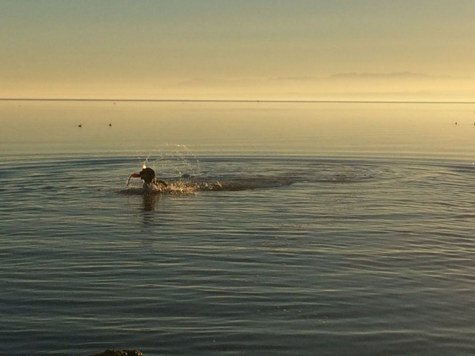 Dog splashes in calm water at sunrise with distant mountains on the horizon
